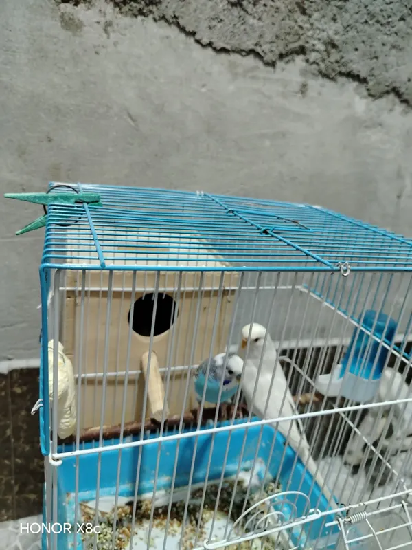 Папугай рабочий пара