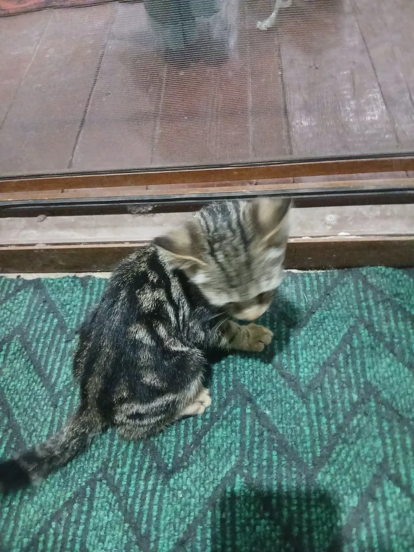 nora nora