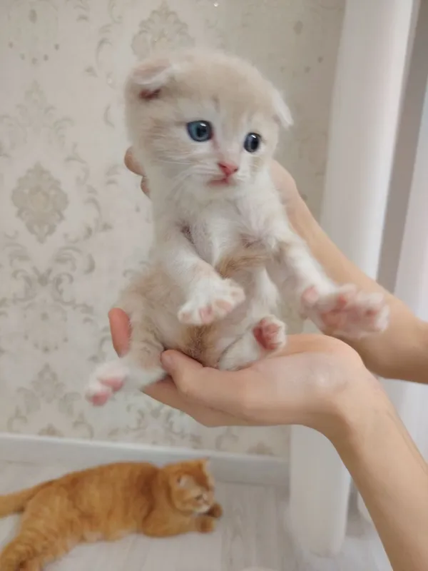 Котята скот иш фолд — фото 3