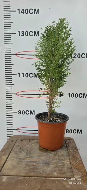 Туя ауреа нана кучатлари сотувда