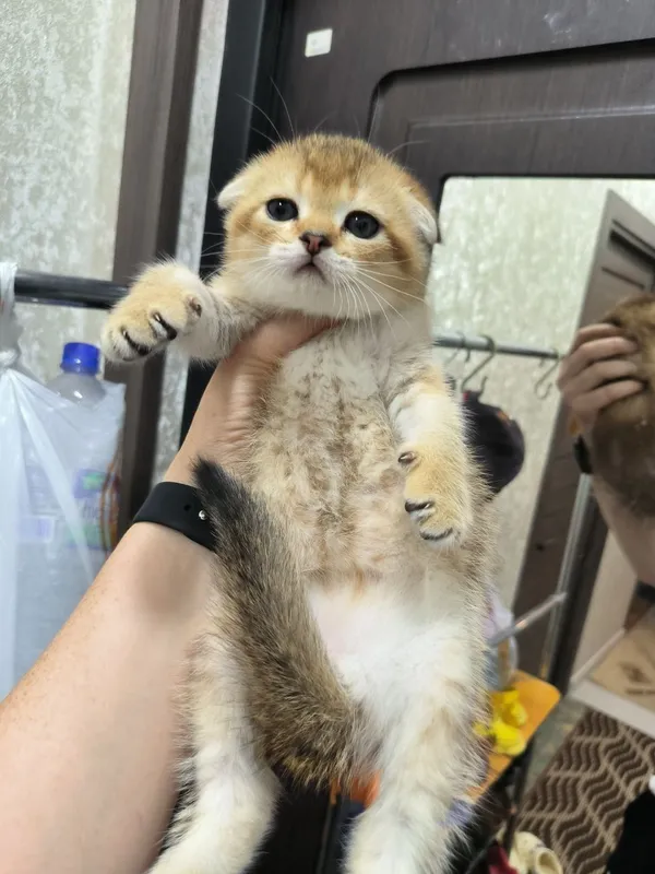 Прекрасные милые котята от правильной вязки — фото 4