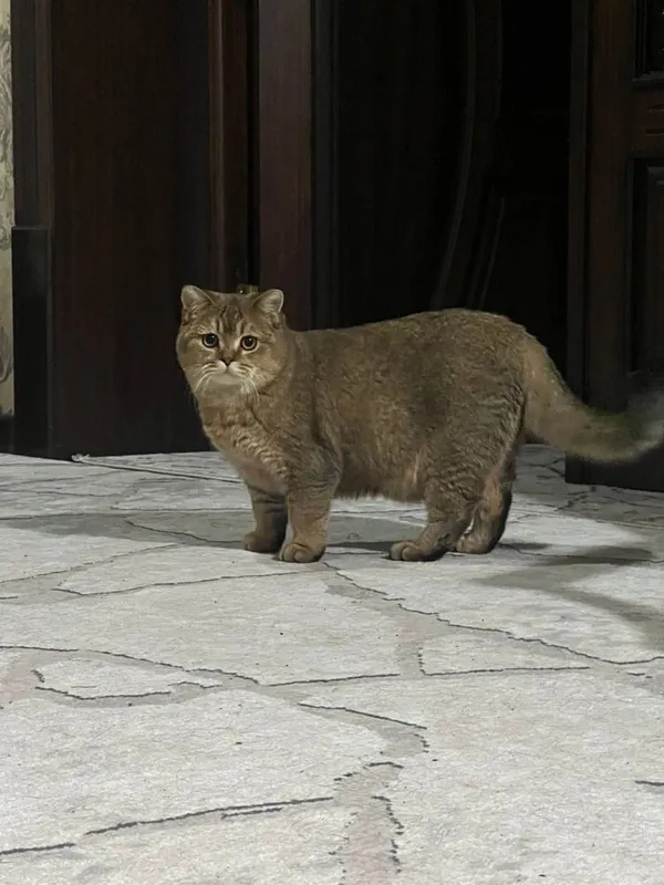 Mushuk Zalatoy shinshila toza arginal zoti