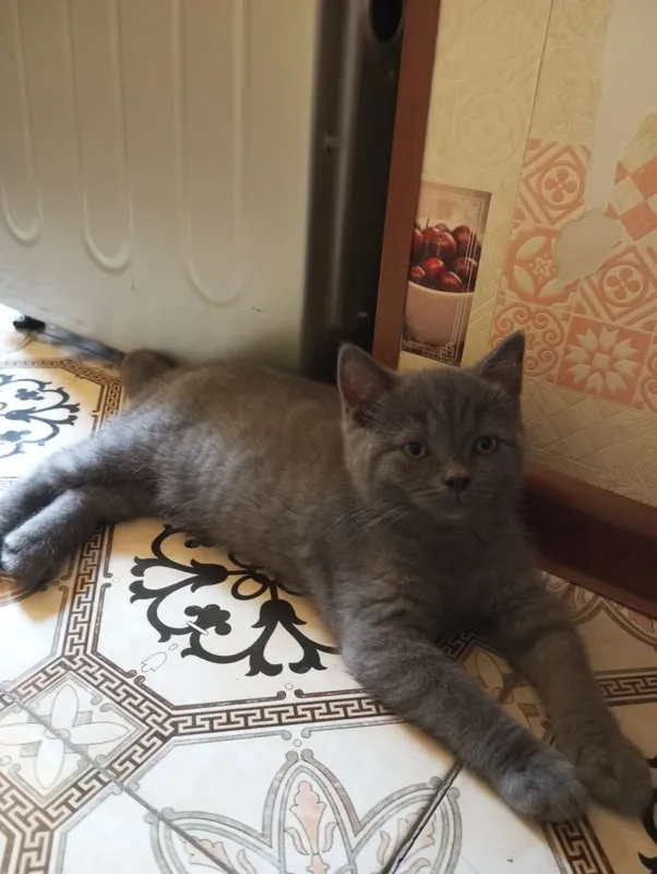 Шотландские котята.Цена договорная 800000. 4 Шотландские котята.Цена договорная 800000. 4