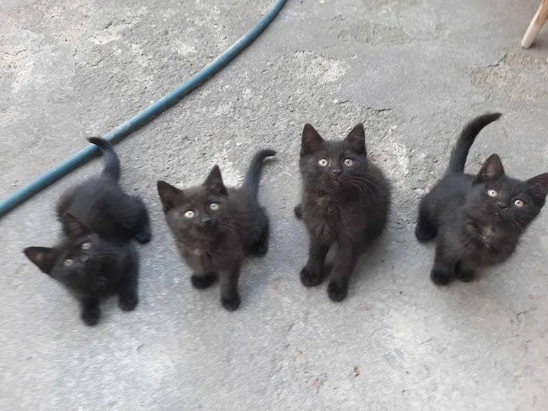 Котята кошки mushuk bolasi — фото 2