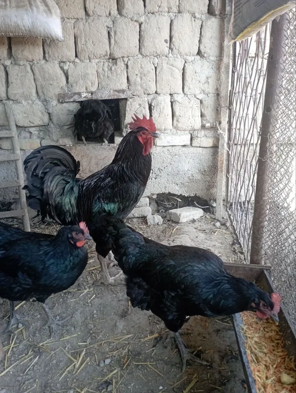 Qora shaxzoda joʻjalari 3 Qora shaxzoda joʻjalari 3