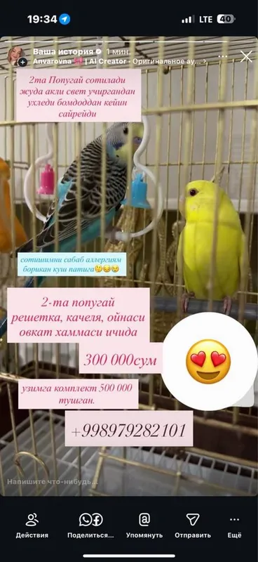 2та пара попугай сотилади. скидка