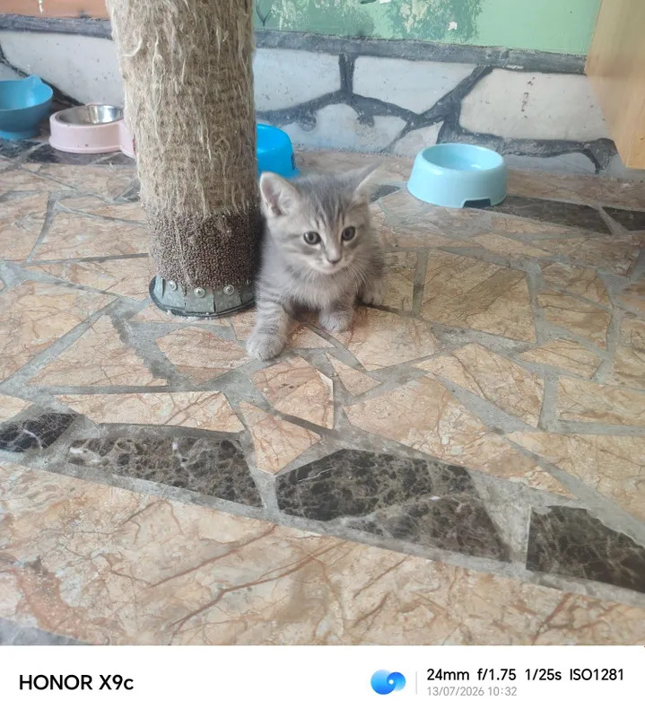 Zoti tozza manzil Navoiy shahar kelishamiz 1 Zoti tozza manzil Navoiy shahar kelishamiz 1
