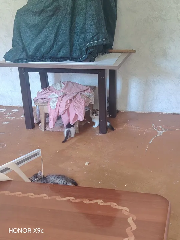 Mushuklar bor 1 ta onasi 5 ta bolasi 3 Mushuklar bor 1 ta onasi 5 ta bolasi 3