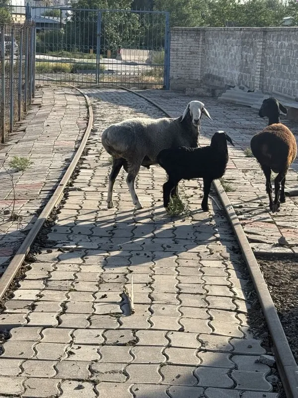 Qo’y баран. Urg’ochi bilan erkegi 2 Qo’y баран. Urg’ochi bilan erkegi 2