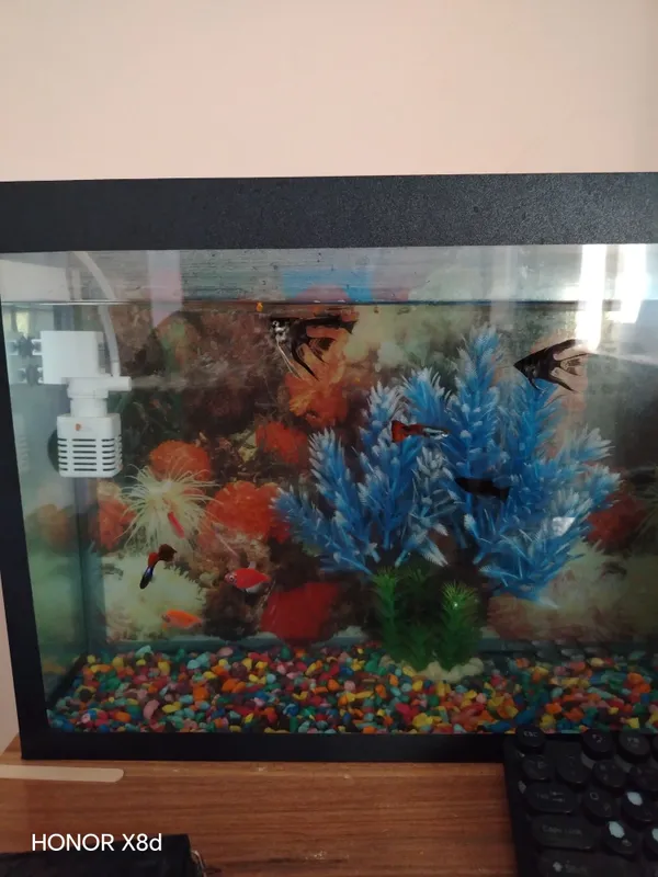 akvarium sotiladi 10ta baligi bilan 2
