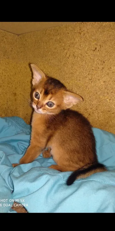 Продается котёнок — фото 1