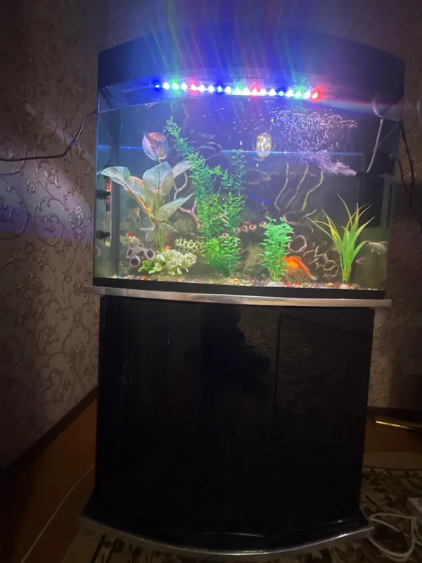 Yangi Akvarium baliqlari bilan sotiladi 3 Yangi Akvarium baliqlari bilan sotiladi 3