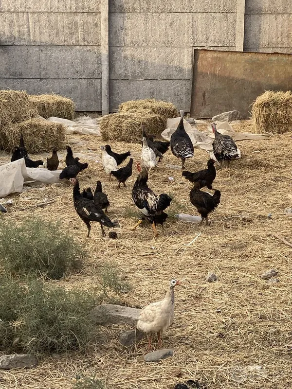 Juja xurozlar katta kichik aralash 1 Juja xurozlar katta kichik aralash 1