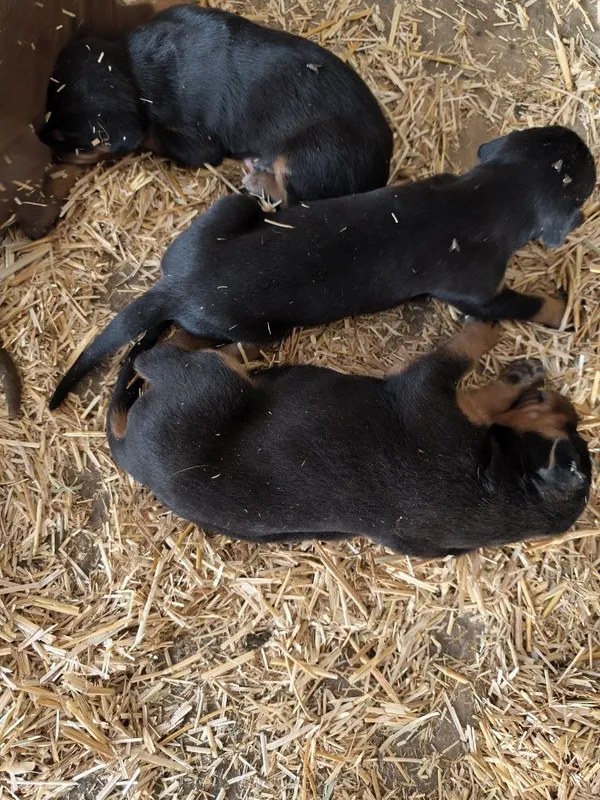 Toza germaniski doberman boqadiganlaga sotiladi — фото 1
