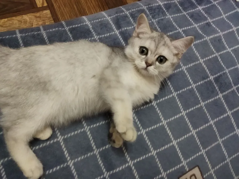 Продаю котенка шиншила
