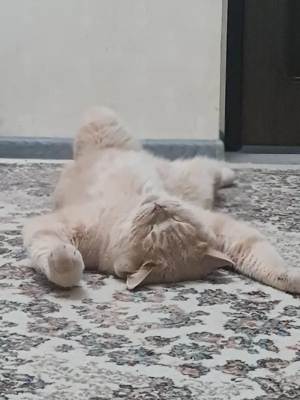 Кот кастрированный