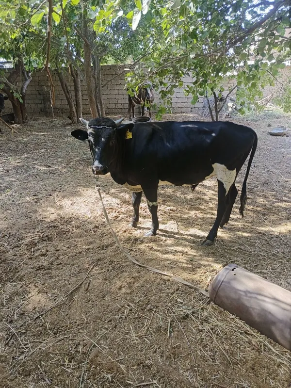 Mol sotiladi sog'lom 3