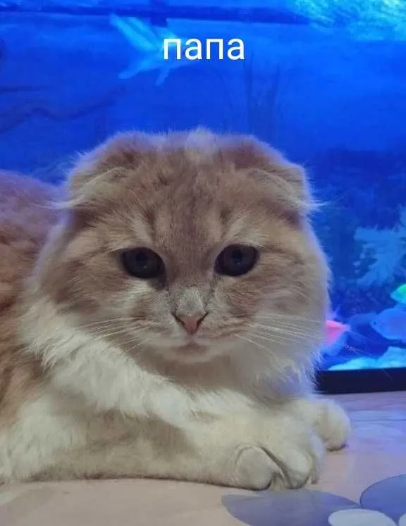 Продаётся котики 40 дней 5 Продаётся котики 40 дней 5