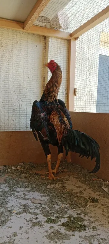 Bobo horoz sotiladi joʻja