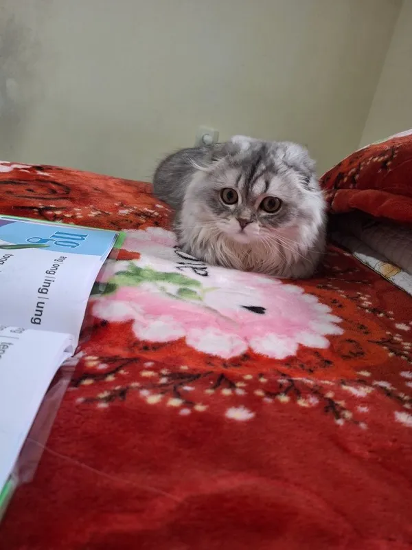 1 yoshi, Zoti:Highland Scottish Fold, Jinsi:ayol, emlash olinggan 3 1 yoshi, Zoti:Highland Scottish Fold, Jinsi:ayol, emlash olinggan 3