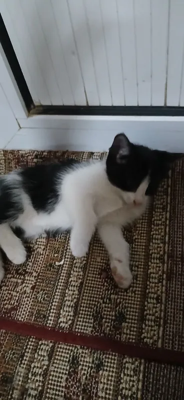 Котенок девочка,2 месяца,в добрые и заботливые руки.Лоток знает. 3 Котенок девочка,2 месяца,в добрые и заботливые руки.Лоток знает. 3