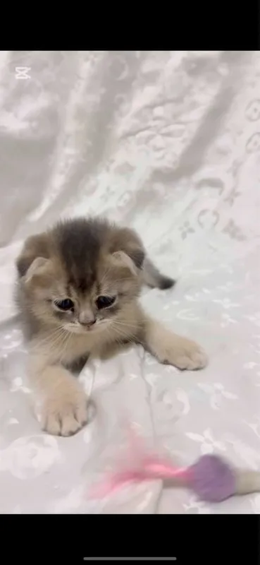 Scottish Fold и Scottish Straight Golden 7 Scottish Fold и Scottish Straight Golden 7