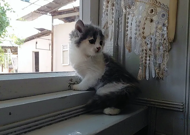Мушик сотилади — фото 2