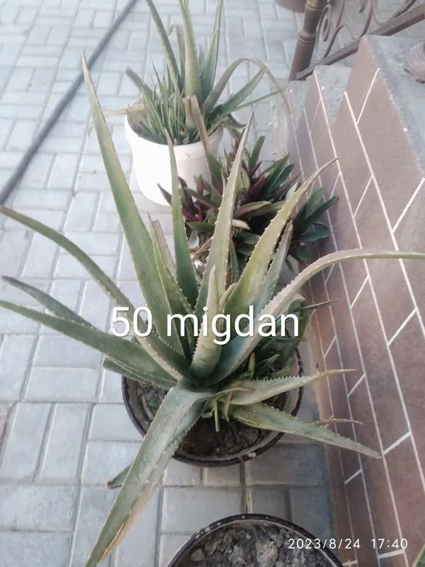 Damashni gullar uy ofeslar uchun juda zor — фото 3