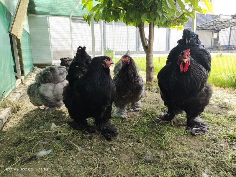 Брама яйца, цыплята — фото 5