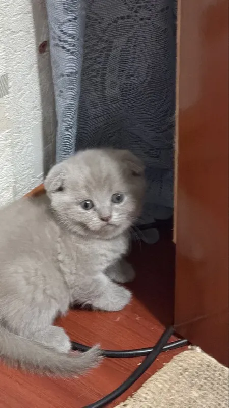 Котята лилового окраса шотладцы 2 Котята лилового окраса шотладцы 2