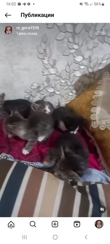 Котята отдам даром — фото 3