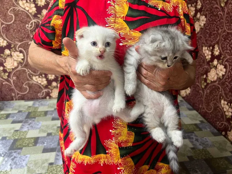 Продам котят породистых — фото 5