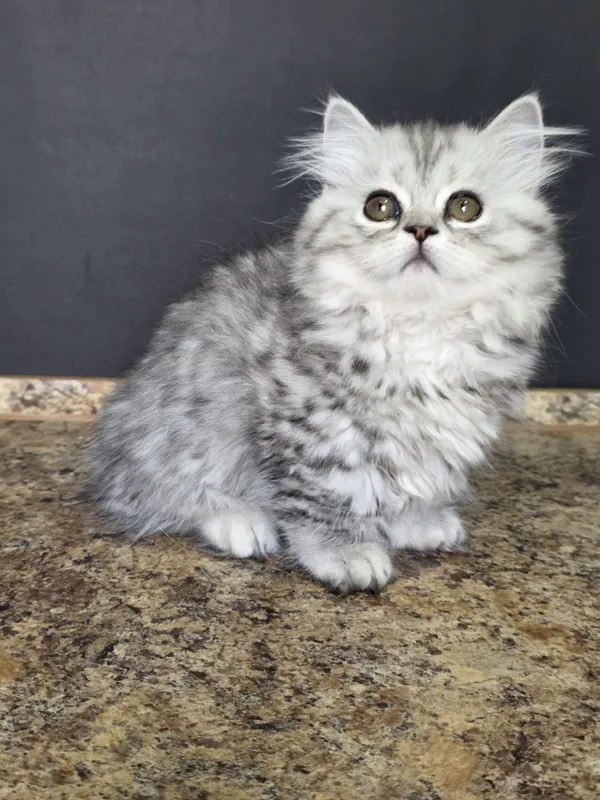Продаётся котёнок манчкин девочка.., — фото 2