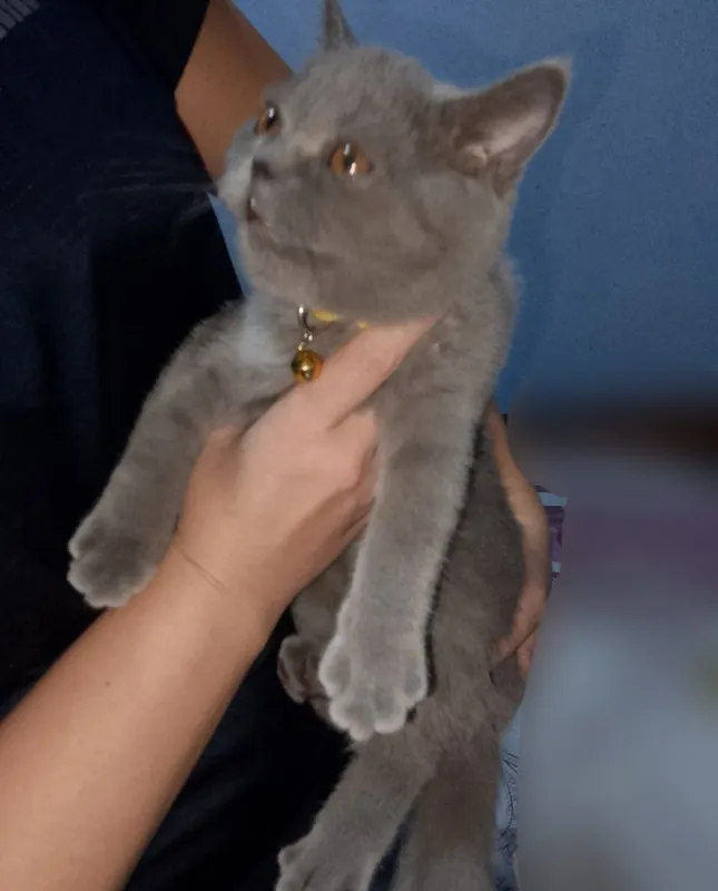 Британская короткошёрстная 4