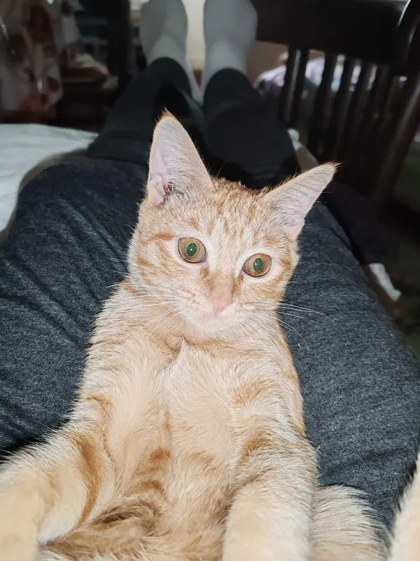 Котенок 5мес домашний — фото 4