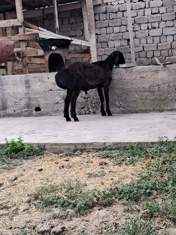 QASOB XIZMATI Qochqor Toza Husori Sog'lom 4