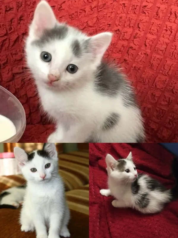 Отдам котят в хорошие руки, активные, домашние,.