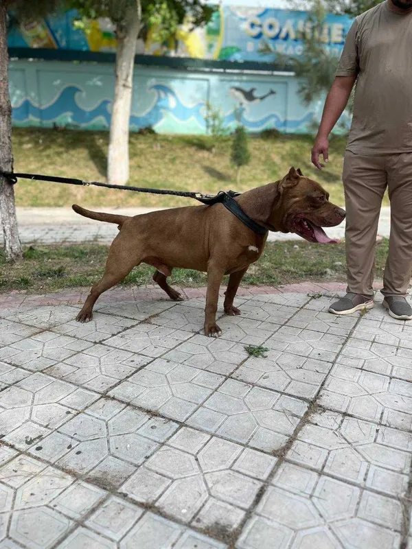 Продам чистокровных щенков питбуль Red Nose The red nose pit bull 2 Продам чистокровных щенков питбуль Red Nose The red nose pit bull 2