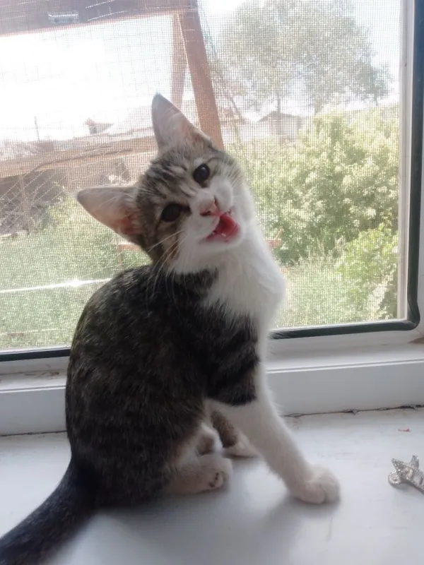 Mushukcha yaxshi odamlarga hadya 1 Mushukcha yaxshi odamlarga hadya 1