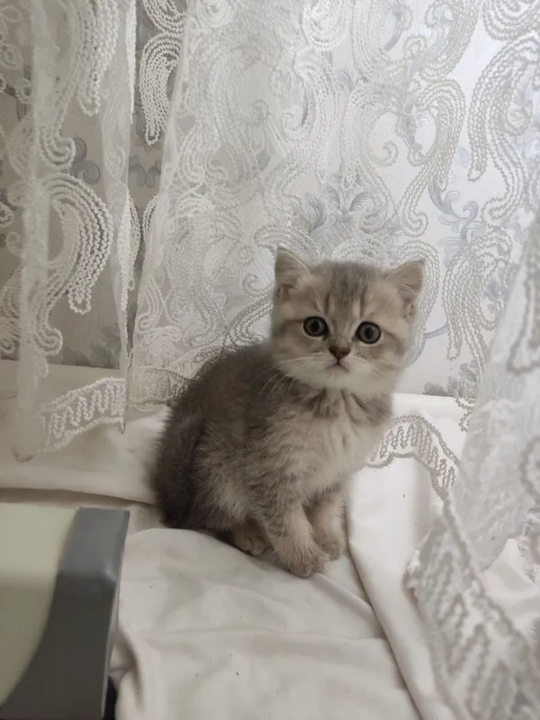 Продам Пепельной шеншила — фото 1