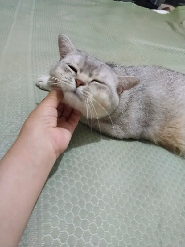 serebestni shinshila