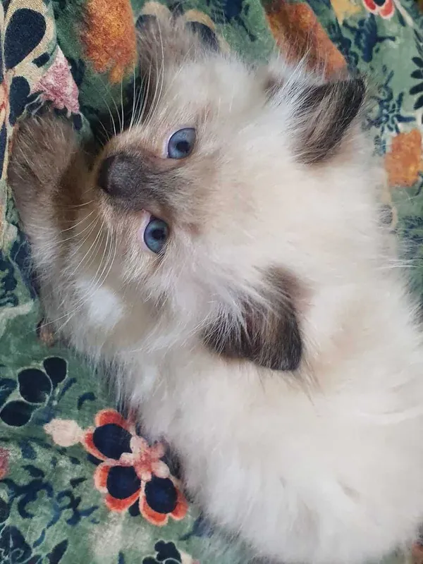 Сиамский котёнок — фото 1