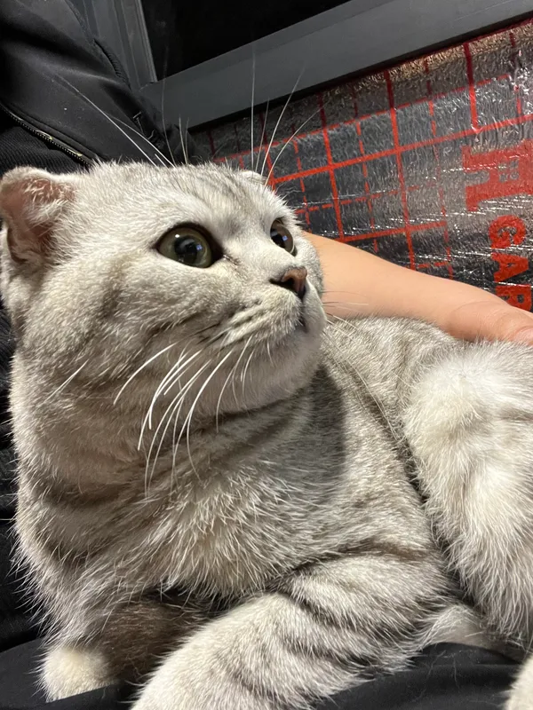 Scottish fold s tabby — фото 2