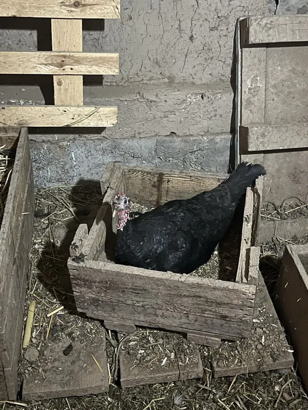 Kurka va quyonlar sotiladi 2 Kurka va quyonlar sotiladi 2