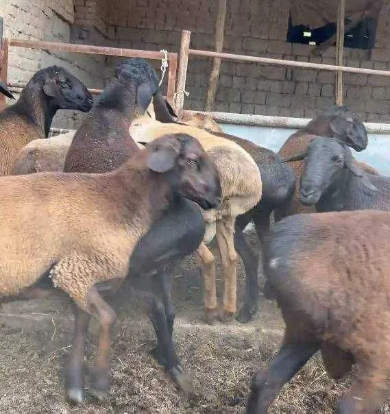 Эҳсон, ақиқа ва қурбонлик учун қўй-қўчқорлар бор.