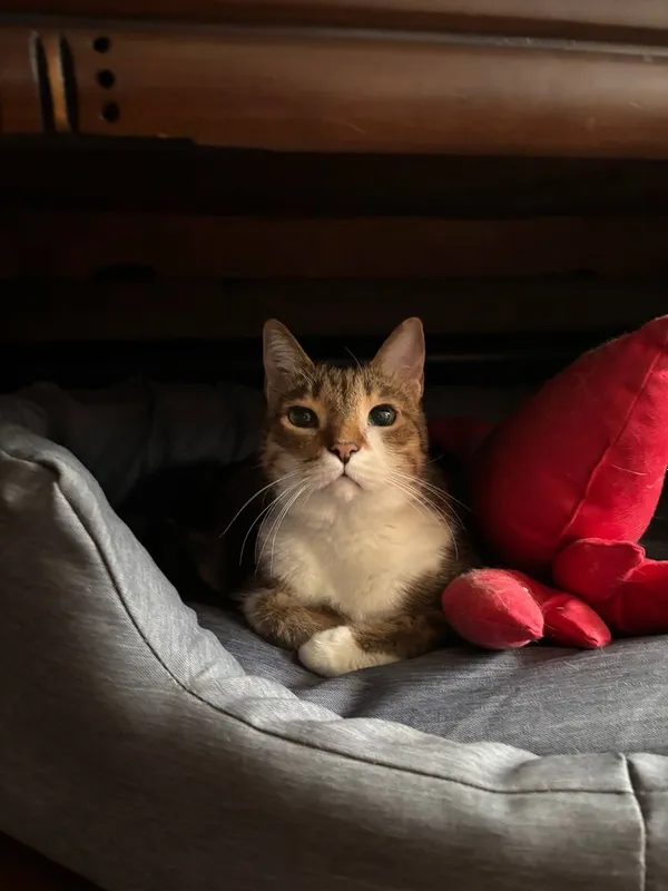 Ваш надежный Pet-ситтер Жасмин | Передержка, Выгул, Детский сад 3