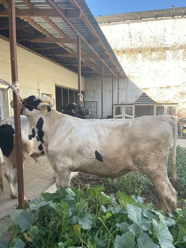 Yemlashga tayyor buqala sotiladi 3 ta 3 Yemlashga tayyor buqala sotiladi 3 ta 3