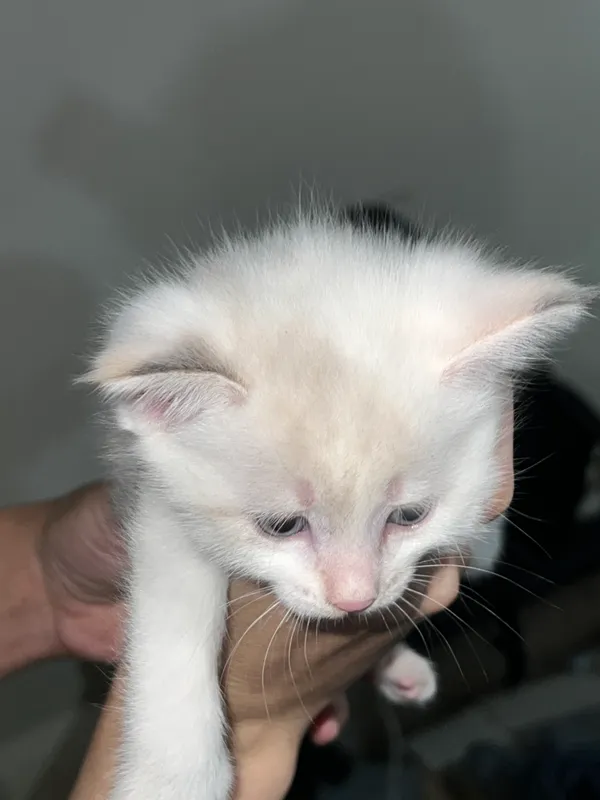 Отдадим двух котят в добрые руки! 1