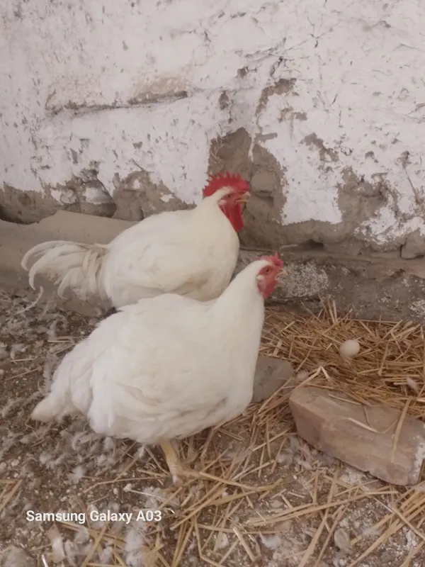 Broler par 130 kunlik Xo'roz 6kg tovug'i 5kg tug'yapti 6 Broler par 130 kunlik Xo'roz 6kg tovug'i 5kg tug'yapti 6
