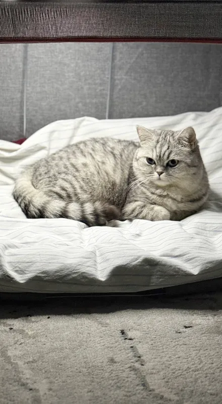 Scottish straight кошка